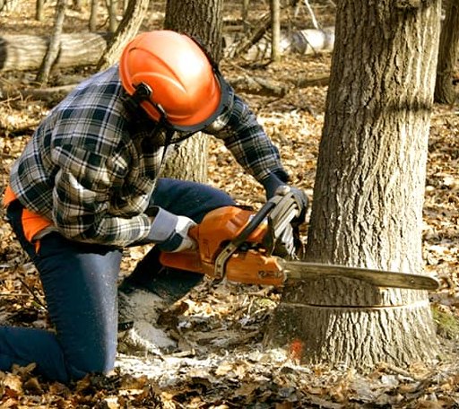 Tree Removal in Kew Gardens, NY